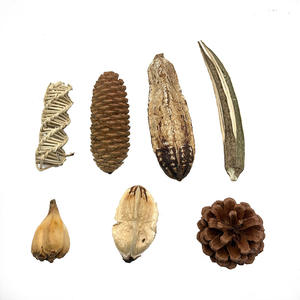 Fruta <span class=keywords><strong>Averrhoa</strong></span> al por mayor (<span class=keywords><strong>carambola</strong></span>) mascota-juguete interactivo de frutas secas comestibles favorito para pájaros - Product Image 1