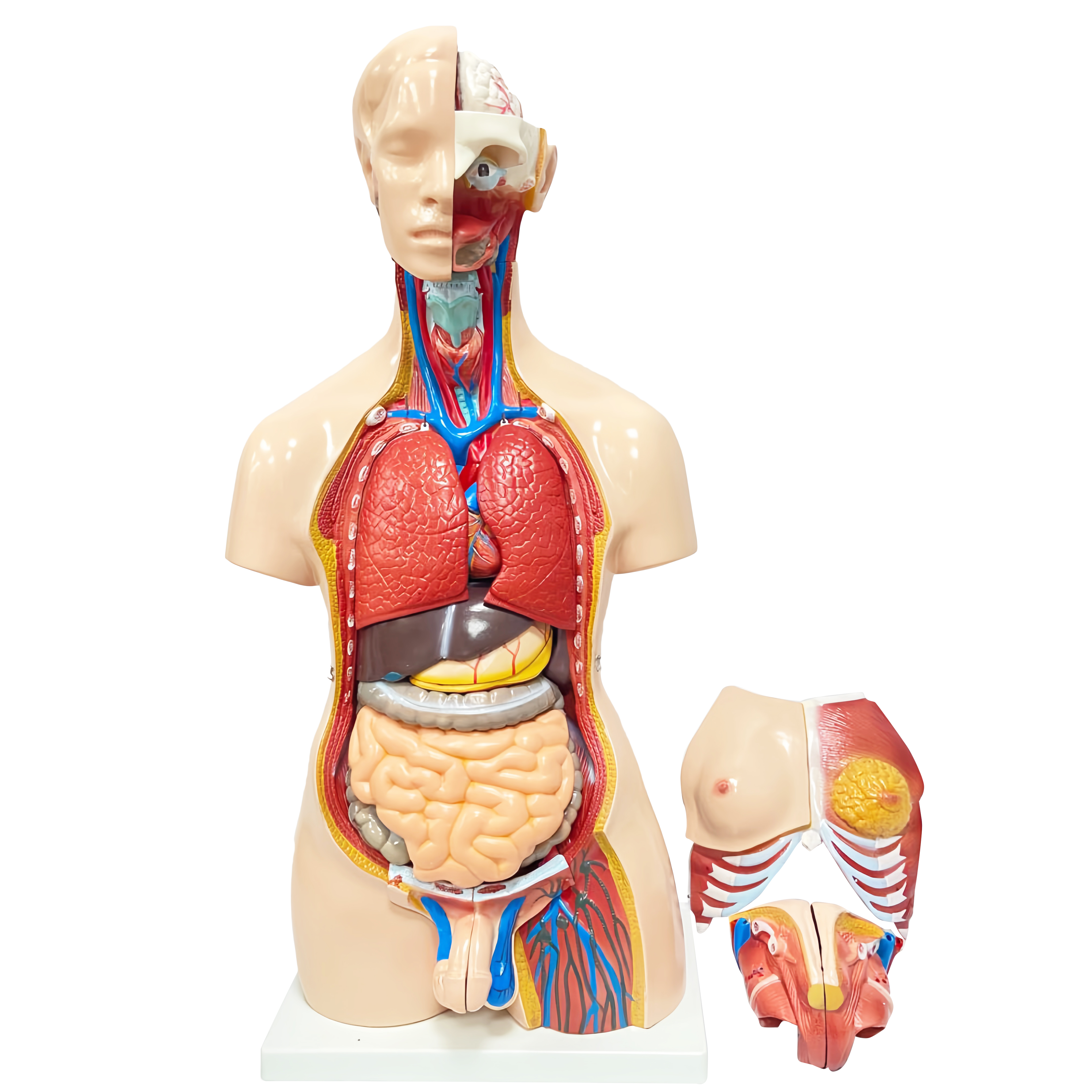 85CM Unisex Torso Model with 40 Detachable Parts for Medical