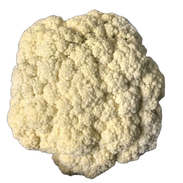 Top Grade White Radish turnip Offer