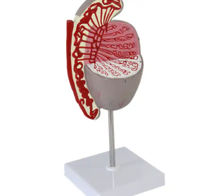 Modèle de structure testiculaire, modèle de guidage sur la santé génito-urinaire, modèle de guidage sur la santé de l'andrologie et du mariage pour l'enseignement médical - Product Image 5