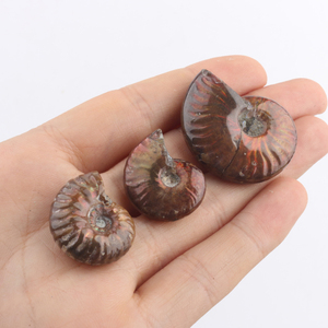 Venta al por mayor de fósiles de caracoles de cristal tallados, especímenes minerales para fines decorativos - Product Image 4