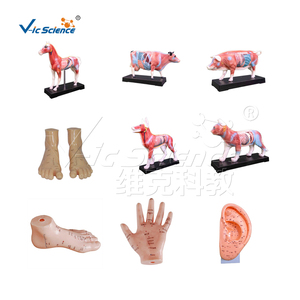 Modelo de 22 cm de Puntos de Acupuntura del Oído para el Aprendizaje de la Medicina Tradicional China del Cuerpo Humano - Product Image 6