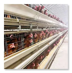 Fornitura diretta in fabbrica miglior prezzo uova ovaiole allevamento pollo strato gabbia batteria fornito zincato