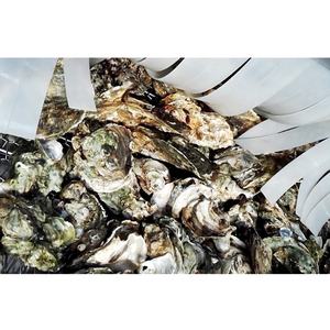 Bomba de agua de alta presión, limpiador de pulverización para acuicultura, almejas de mariscos y máquina de limpieza de arena para eliminación de ovejas - Product Image 4