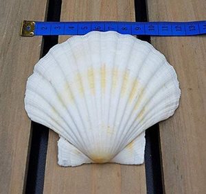 SCALLOP SHELL - SEASHELL <b>CRAB</b> SHELL for CRAFTS - Product Image 2
