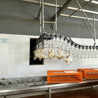 Ligne de traitement de volailles en acier inoxydable de qualité alimentaire, équipement entièrement automatique pour l'abattage de poulets, canards et oies