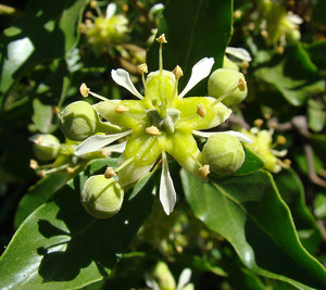 Top Quality Quillaja Saponaria Bark <strong>Extract</strong> 90% Saponin Quillaja Saponaria <strong>Extract</strong> Powder - Product Image 2