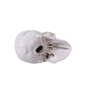 Sinh Học Giảng Dạy Đầu Người <span class=keywords><strong>M</strong></span>ô Hình Trường <span class=keywords><strong>Skeleton</strong></span> Giảng Dạy Y Tế Giải Phẫu Kích Thước Tự Nhiên 3D <span class=keywords><strong>M</strong></span>ô Hình Hộp Sọ Chất Liệu PVC Bền - Product Image 2