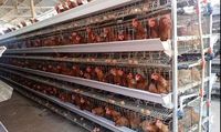Nouveau système complet d'équipement avicole pour ferme d'élevage de 25000 poules pondeuses, cage automatique à 4 niveaux de type H, HAOKAI METAL