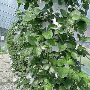 Torre Hidropónica con Sistema Agrícola LED para Plantas, Aeroponía NFT Vertical para Cultivo de Vegetales, de 5 a 13 Niveles - Product Image 5