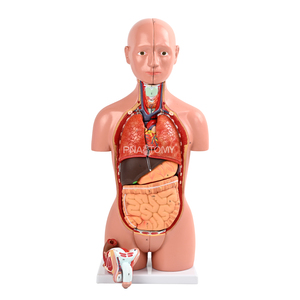 Modello Anatomico di Torso Umano Biseksuale in PVC da 45cm per Insegnamento Medico e Scientifico, Confezione da 16 Parti - Product Image 1