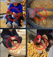 Décortiqueuse de maïs électrique motorisée à haut rendement, puissance 2,2 kW, capacité 0,5-0,8 T/H, haute sécurité, 220 V, pour petites exploitations