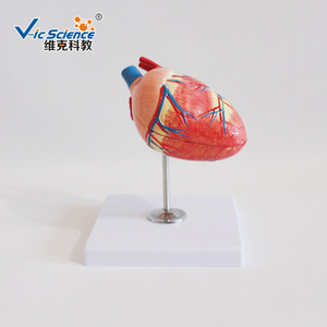 Modelo de Enseñanza Médica Vic Education, Modelo de Enseñanza de Corazón Canino, Modelo Anatómico de Corazón Canino - Product Image 2