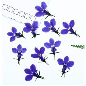 Pack de <span class=keywords><strong>Lobelia</strong></span> Pressée Naturelle pour la Fabrication de Sous-Verres en Résine Époxy, la Création de Bijoux, la Fabrication de Bougies, les Incrustations de Savon et la Décoration Artisanale DIY - Product Image 5