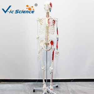 Modèle d'anatomie squelettique humaine avec coloration et numérotation des muscles à des fins pédagogiques pour les écoles de médecine. - Product Image 3
