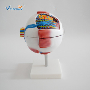 Modelo anatómico ampliado del ojo humano; estructura simulada del ojo; modelo de demostración para enseñanza y formación médica. - Product Image 4