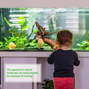 Azalia Fish Tank Aquariun Roots Mangrove Vente en gros Livraison gratuite Pet Driftwood Décoration pour Aquarium Drift Wood - Product Image 6