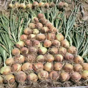 Taze çin sebzeleri sarı soğan taze sarı soğan taze soğan - Product Image 6