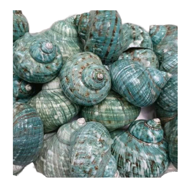 Wholesale Eco-Friendly Polished Animal Style Green Conch Shell Horn Seashell Decorations Real Touch High Quality Competitive
