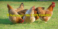 Máquina de Evisceración por Succión al Vacío para Aves de Corral: Pulmones de Pollo, Riñones de Pato, Órganos Internos de Ganso, Pavo y Codorniz