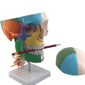 Modèle <span class=keywords><strong>de</strong></span> crâne coloré avec vertèbre cervicale, modèle <span class=keywords><strong>de</strong></span> crâne humain avec vertèbre cervicale - Product Image 5