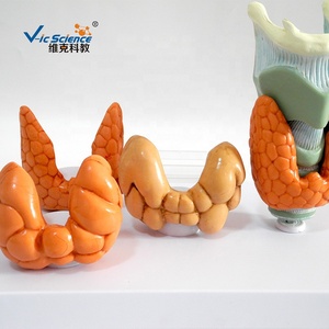 Modelo de enseñanza de ciencias médicas, modelo de educación anatómica plastinada de <span class=keywords><strong>cabeza</strong></span> <span class=keywords><strong>y</strong></span> <span class=keywords><strong>cuello</strong></span> patológico hiroideo - Product Image 6