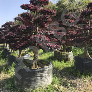HOKBG Venta al por mayor vivero 72 galones jardín PP gran tamaño árbol planta <span class=keywords><strong>macetas</strong></span> <span class=keywords><strong>de</strong></span> plástico <span class=keywords><strong>de</strong></span> alta resistencia maceta duradera <span class=keywords><strong>macetas</strong></span> <span class=keywords><strong>de</strong></span> cultivo - Product Image 6