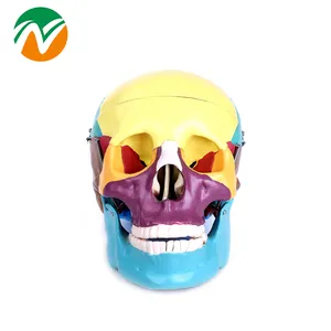 BIX-A1009 色頭蓋骨人体解剖学 3d モデル