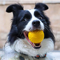 Vente en gros usine : Jouets pour chien en mousse EVA flottante, écologiques, tendance et mignons, pour l'entraînement et l'interaction, incluant balles à mâcher et cordes à tirer avec anneaux