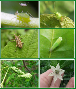 <span class=keywords><strong>Imidaclopride</strong></span> 70% WP – Insecticide en poudre pour l'agriculture contre les pucerons du chou, les planthoppers du riz et les thrips - Product Image 3