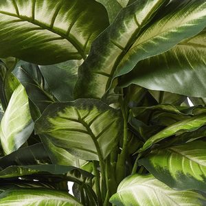 Árbol Artificial de Hoja de Ficus con Maceta de Madera - Decoración Ecológica para el Hogar y la Oficina para Acción de Gracias y Pascua - Triple Dieffenbachia Dorada - Product Image 5