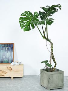 <span class=keywords><strong>Maceta</strong></span> Cuadrada Extra <span class=keywords><strong>Grande</strong></span> de Cemento y Magnesio, Estilo Wabi-Sabi Minimalista, para Plantas Verdes - Product Image 1