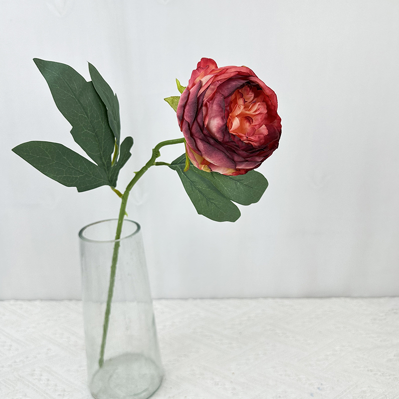 Rosa oscuro 6