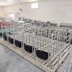 Equipo de Crí<span class=keywords><strong>a</strong></span> de Cerdos, Jaulas de Gestación para Cerdas Galvanizadas en <span class=keywords><strong>Venta</strong></span> - Product Image 6