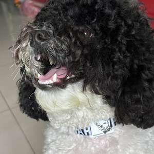 Pulsera RFID NFC Mini de Talla Única para Múltiples Eventos, Esencial para Mascotas, Hecha de PVC con Chip UL-C 50PF (T5577) - Product Image 5