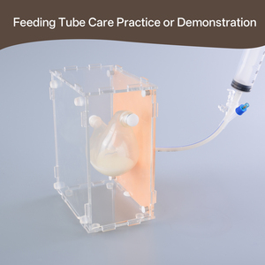 Modèle de gastrostomie et d'alimentation par sonde, simulation réaliste de <span class=keywords><strong>procédure</strong></span> PEG pour la formation médicale et infirmière - Product Image 4