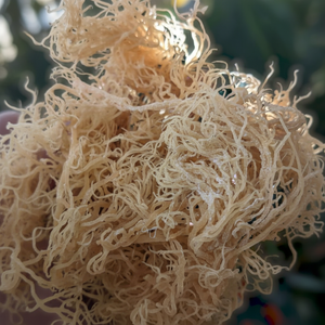 Musgo Marino Seco PREMIUM, Origen Vietnam, Exportación - Product Image 1