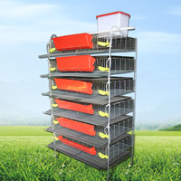 Cage à cailles à alimentation automatique la plus vendue à vendre