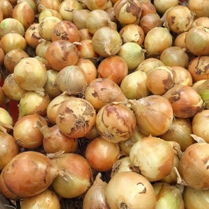 Oignons jaunes frais de nouvelle récolte de haute qualité, légumes verts et violets, oignons rouges de gros compétitifs 8cm 10kg - Product Image 2