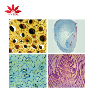 Collezione di 25 Vetrini Preparati per Microscopia di Alta Qualità, Set Completo per Studio Botanico - Product Image 4