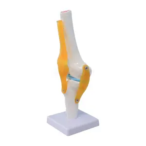 SY-N005 의료 슬개골 골격 모델 슬개골 뼈 교육 보조 이동식 활동 슬개골 교육 뼈 모델