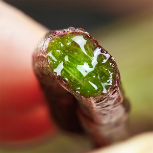 Экстракт растений для косметики Dendrobium officinale, сырье для ухода за кожей - Product Image 4