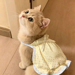 Vêtements populaires pour animaux de compagnie cet été sur TikTok : jolie jupe à pois respirante pour petits chiens et Bichons Frises, gilet fin. - Product Image 3