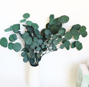 Foglie di mela eterna foglie rotonde foglie di eucalipto foglie di eucalipto foglie di eucalipto casa composizione floreale materiale da te - Product Image 5