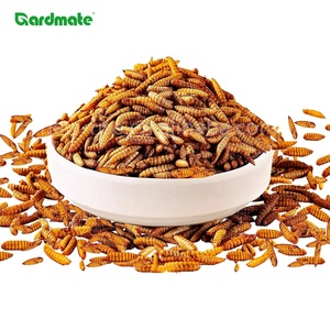 GARDMATE 1KG Larves de mouche soldat noire séchées de qualité supérieure pour oiseaux - Nourriture pour oiseaux riche en protéines et en matières grasses - Product Image 1