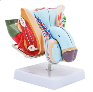 Il materiale del PVC del modello di anatomia riproduttiva maschile include i modelli del pene e del testicolo per la formazione con le caratteristiche esterne interne - Product Image 4