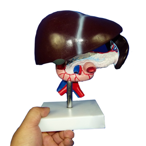 Vida tamaño Anatomía Humana hígado páncreas y el duodeno modelo cirugía médica modelo de pantalla - Product Image 4