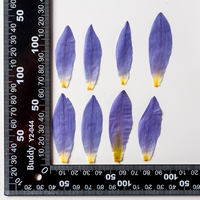 Pétales de lotus bleu séchés naturels et pressés, pétales de nénuphar séchés pour décorations, spécimens de fleurs végétales