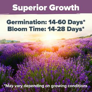 Home Grown Premium English Lavender 1,500 Fleurs sauvages sans OGM pour plantes d'intérieur/d'extérieur pour la plantation - Product Image 5