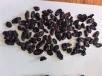 Raisin noir